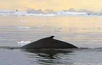 Humpback Whale (Megaptera novaeangliae) surfacing at sunset, Cape Evensen, western Antarctica