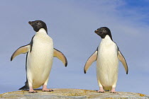 Adelie Penguin (Pygoscelis adeliae) pair, Armstrong Reef, western Antarctica