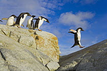 Adelie Penguin (Pygoscelis adeliae) jumping off of rock ledge, Armstrong Reef, western Antarctica