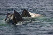 Humpback Whale (Megaptera novaeangliae) pair bubble net feeding, Grandidier Passage, western Antarctica