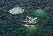 Humpback Whale (Megaptera novaeangliae) trio bubble net feeding, Grandidier Passage, western Antarctica
