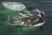 Humpback Whale (Megaptera novaeangliae) pair bubble net feeding, Grandidier Passage, western Antarctica