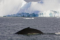 Humpback Whale (Megaptera novaeangliae) swimming near iceberg, Grandidier Passage, western Antarctica