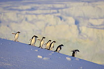 Adelie Penguin (Pygoscelis adeliae) group descending to sea, Wiggins Glacier, Antarctica
