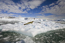 Crabeater Seal (Lobodon carcinophagus) and Leopard Seal (Hydrurga leptonyx) resting on large ice floe, western Antarctica