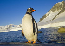 Gentoo Penguin (Pygoscelis papua), Dorian Cove, Gerlache Passage, western Antarctica
