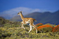 Guanaco (Lama guanicoe) calf running, Torres del Paine National Park, Chile