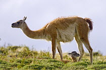 Guanaco (Lama guanicoe) calf resting in grass with mother watching for danger, Torres del Paine National Park, Chile