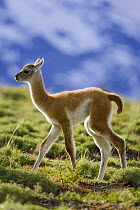 Guanaco (Lama guanicoe) calf walking, Torres del Paine National Park, Chile