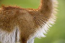 Guanaco (Lama guanicoe) neck and long fur, Torres del Paine National Park, Chile