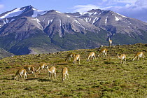 Guanaco (Lama guanicoe) grazing on grassy slope with dominant male keeping watch of its herd, Torres del Paine National Park, Chile