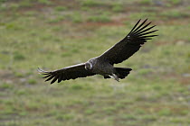 Andean Condor (Vultur gryphus) flying, Torres del Paine National Park, Chile