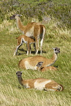 Guanaco (Lama guanicoe) mothers and calves resting together with one calf nursing, Torres del Paine National Park, Chile