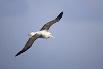 Wandering Albatross (Diomedea exulans) flying, Southern Ocean