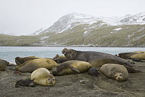 Southern Elephant Seal (Mirounga leonina) bull and his harem of females and young black pups resting on beach during breeding season, South Georgia Island
