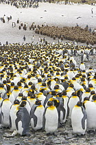 King Penguin (Aptenodytes patagonicus) group standing together, South Georgia Island