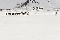 King Penguin (Aptenodytes patagonicus) group on snowfield, South Georgia Island