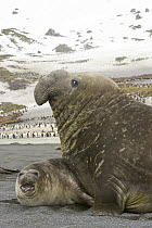 Southern Elephant Seal (Mirounga leonina) bull attempting to copulate with female, Right Whale Bay, South Georgia Island