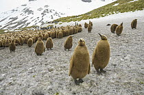 King Penguin (Aptenodytes patagonicus) chicks, South Georgia Island