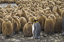King Penguin (Aptenodytes patagonicus) chick creche with one adult, South Georgia Island