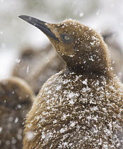 King Penguin (Aptenodytes patagonicus) chick standing in falling spring snow, Salisbury Plain, South Georgia Island