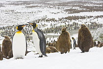 King Penguin (Aptenodytes patagonicus) group in falling spring snow, Salisbury Plain, South Georgia Island