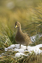 Yellow-billed Pintail (Anas georgica) standing in snow among tussock grass, Prion Island, South Georgia Island