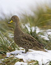 Yellow-billed Pintail (Anas georgica) standing in snow among tussock grass, Prion Island, South Georgia Island