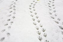 King Penguin (Aptenodytes patagonicus) tracks in fresh spring snow, Salisbury Plain, South Georgia Island