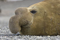 Southern Elephant Seal (Mirounga leonina) bull resting, Fortuna Bay, South Georgia Island