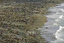 King Penguin (Aptenodytes patagonicus) colony and Southern Elephant Seals (Mirounga leonina) crowd miles of beach during seal breeding season in late winter and spring, St. Andrews Bay, South Georgia...