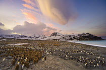 King Penguin (Aptenodytes patagonicus) colony at sunset, St. Andrews Bay, South Georgia Island