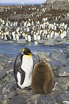 King Penguin (Aptenodytes patagonicus) parent and chick on riverbank, St. Andrews Bay, South Georgia Island