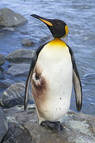 King Penguin (Aptenodytes patagonicus) wounded by Leopard Seal (Hydrurga leptonyx), St. Andrews Bay, South Georgia Island