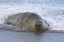 Southern Elephant Seal (Mirounga leonina) bull emerging from surf, St. Andrews Bay, South Georgia Island