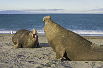Southern Elephant Seal (Mirounga leonina) bulls challenge each other on beach during breeding season, St. Andrews Bay; South Georgia Island