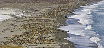 King Penguin (Aptenodytes patagonicus) colony and Southern Elephant Seals (Mirounga leonina) crowding beach during seal breeding season in late winter and spring, St. Andrews Bay, South Georgia Island