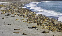King Penguin (Aptenodytes patagonicus) colony and Southern Elephant Seals (Mirounga leonina) crowding miles of gravel beach during seal breeding season in late winter and spring, St. Andrews Bay, Sout...