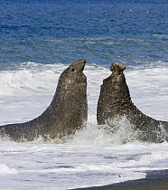 Southern Elephant Seal (Mirounga leonina) bulls fighting in surf during breeding season, St. Andrews Bay, South Georgia Island