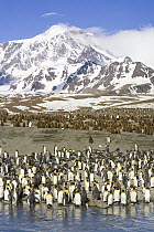 King Penguin (Aptenodytes patagonicus) group near coast, Salisbury Plain, South Georgia Island