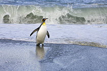 King Penguin (Aptenodytes patagonicus) emerges from surf, St. Andrews Bay, South Georgia Island