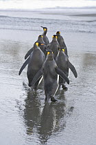 King Penguin (Aptenodytes patagonicus) walking on beach, St. Andrews Bay, South Georgia Island
