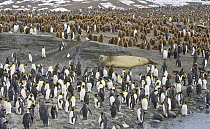 King Penguin (Aptenodytes patagonicus) colony and Southern Elephant Seal (Mirounga leonina) on beach, St. Andrews Bay, South Georgia Island