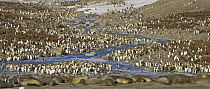 King Penguin (Aptenodytes patagonicus) and Southern Elephant Seals (Mirounga leonina) on beach, St. Andrews Bay, South Georgia Island