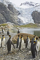 King Penguin (Aptenodytes patagonicus) group walking past Southern Elephant Seal (Mirounga leonina) bull resting on beach, with Bertrab Glacier in background, Gold Harbour, South Georgia Island