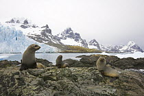 Antarctic Fur Seal (Arctocephalus gazella) group gathering on coastal rocks, Trollhul, South Georgia Island