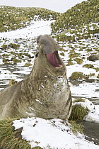 Southern Elephant Seal (Mirounga leonina) bull roaring in tussock grass, Cooper Bay, South Georgia Island