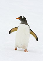 Gentoo Penguin (Pygoscelis papua) walking in snow, Cooper Bay, South Georgia Island