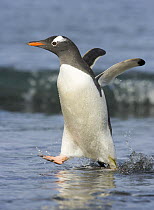 Gentoo Penguin (Pygoscelis papua) coming out of sea on beach, Cooper Bay, South Georgia Island