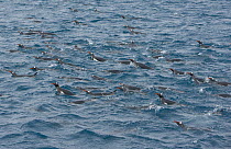 Gentoo Penguin (Pygoscelis papua) group swimming, Cooper Bay, South Georgia Island